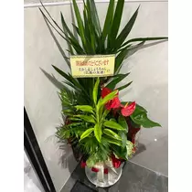 あんな
