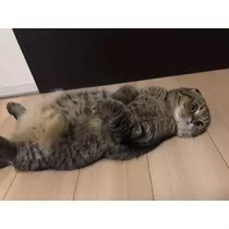ハルカ