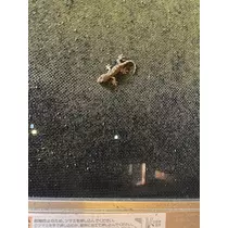 みらい