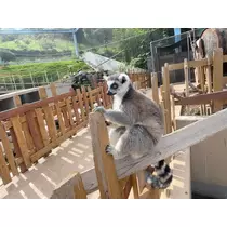 あすか
