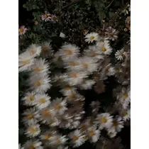 マヤ