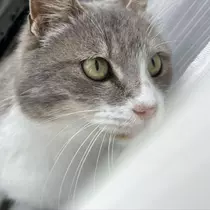 椿