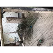 宝條 夏恋