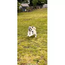 ミカ