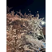 みれい