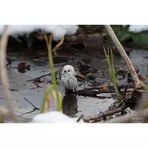 ひな