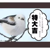 ひな