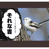 ひな