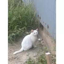 めろち