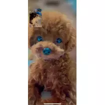 しおん