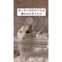 ミイ