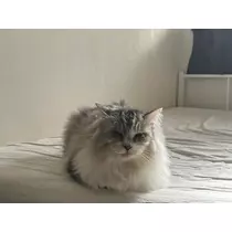 ねね