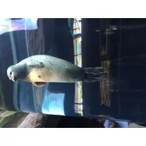 如月 凛