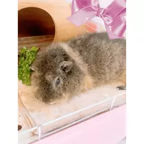 お茶の水うらん