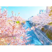 さくら