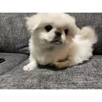 夏樹 あや