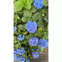 マコト