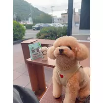 夏目 梨仔