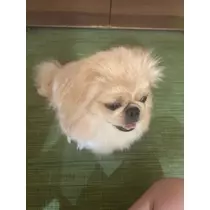 ねね