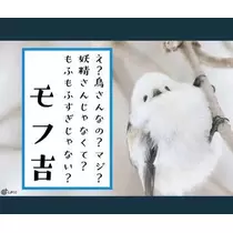 ひな