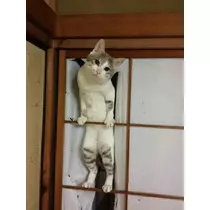 愛矢