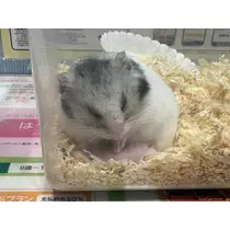 りりあ