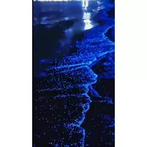 マイ