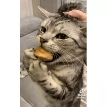 猫羽 のん