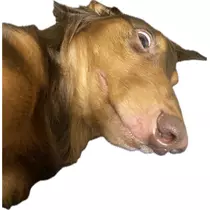 薫