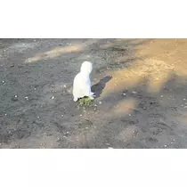 ヤシの木 ここな