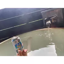 椿