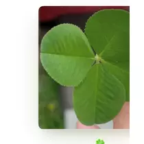 緑 四葉