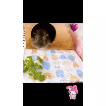 お茶の水うらん