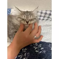 あいゆ