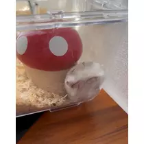 かびるんるんさわ