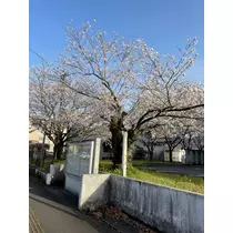 智華