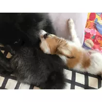 ティナ