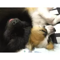 ティナ
