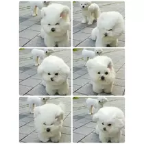 さくら