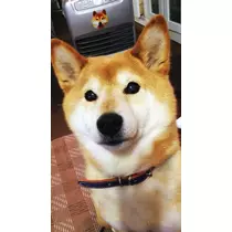 もも