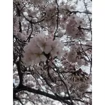 しゅり