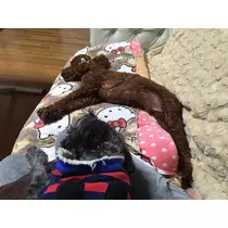 如月 凛
