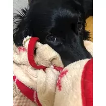 りえ