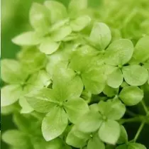 緑 四葉