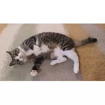 さつき