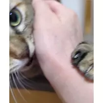 セナ