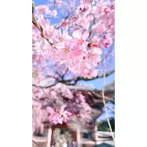 ゆあ