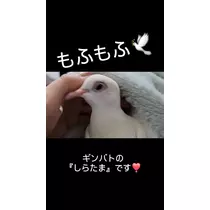 レイラ
