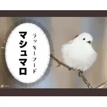 ひな