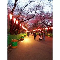 愛矢